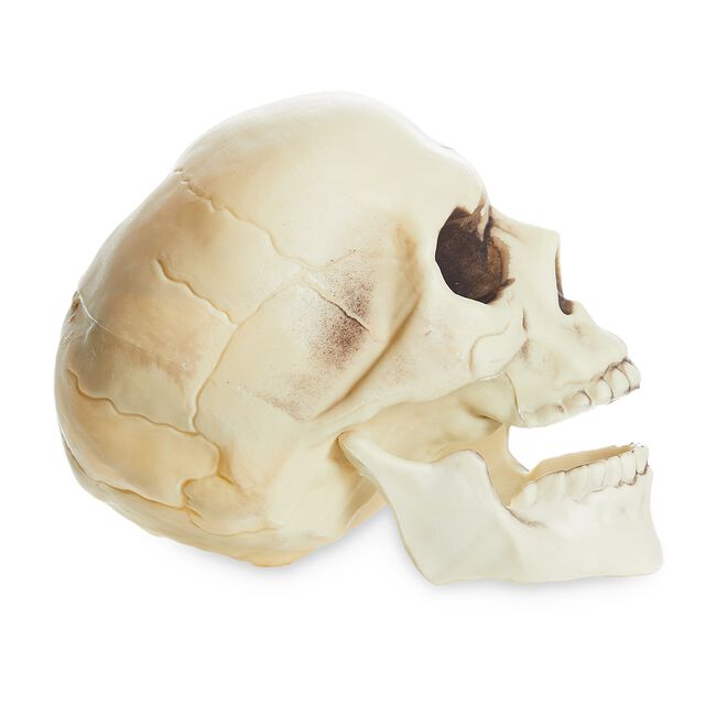 Skull With Movable Jaw 8"